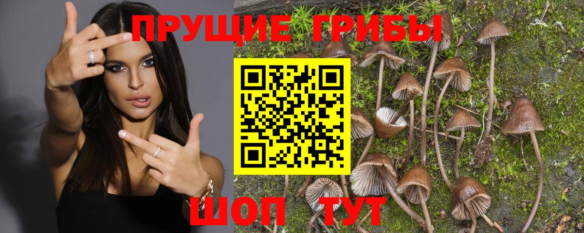 Моздок  Псилоцибиновые грибы GOLDEN TEACHER  Галлюциногенные грибы MAGIC MUSHROOMS  Вход с VPN 